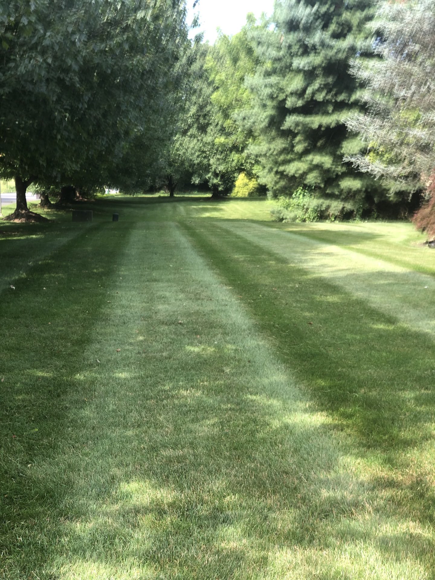 medium lawn stripes